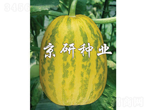 京玉30-甜瓜種子-京研種業(yè)