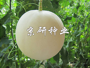 京玉新月-甜瓜種子-京研種業(yè)