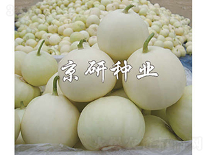 京玉352-甜瓜種子-京研種業(yè)