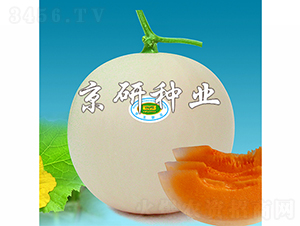 京玉月亮-甜瓜種子-京研種業(yè)