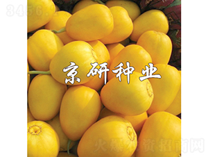 京玉357-甜瓜種子-京研種業(yè)