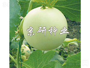 京玉1號(hào)-甜瓜種子-京研種業(yè)