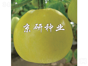 京玉415-甜瓜種子-京研種業(yè)