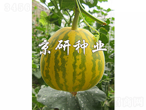 京玉826-3-甜瓜種子-京研種業(yè)