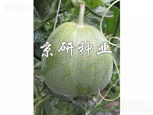 京玉848-2-甜瓜種子-京研種業(yè)