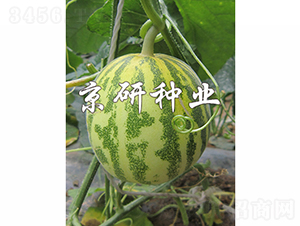 京玉850-2-甜瓜種子-京研種業(yè)
