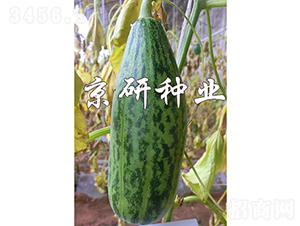 京玉花皮脆-甜瓜種子-京研種業(yè)