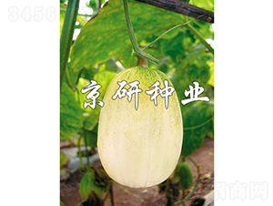 京玉京妃-甜瓜種子-京研種業(yè)