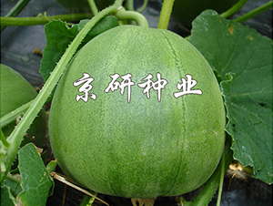 京玉綠寶2號(hào)-甜瓜種子-京研種業(yè)