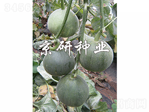 京玉綠寶3號(hào)-甜瓜種子-京研種業(yè)
