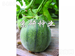 京玉墨寶-甜瓜種子-京研種業(yè)