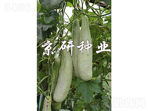 京玉羊角酥-甜瓜種子-京研種業(yè)