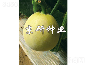 京玉417-甜瓜種子-京研種業(yè)
