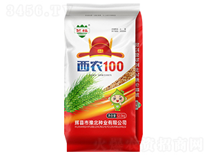 西農(nóng)100小麥種子-豫北種業(yè)