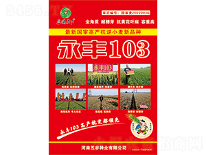 永豐103小麥種子-盈滿天下-五谷種業(yè)