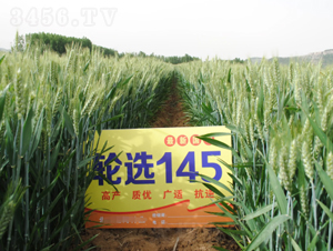 輪選145-小麥種子-山農(nóng)金種子