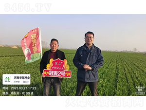 冠麥2號-小麥種子-興華種業(yè)