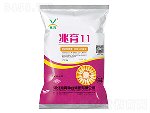 兆育11-玉米種子-兆育種業(yè)