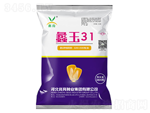 蠡玉31-玉米種子-兆育種業(yè)