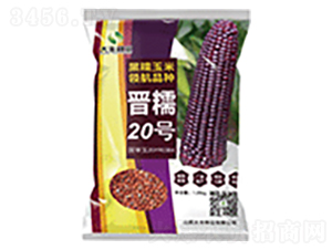 晉糯20號-玉米種子-大豐種業(yè)