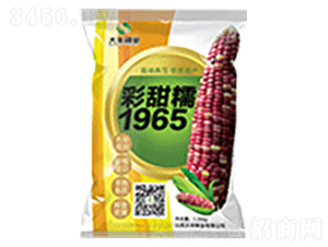 彩甜糯1965-玉米種子-大豐種業(yè)