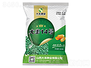 大豐14號-玉米種子-大豐種業(yè)