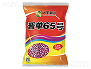 晉單65號-玉米種子-大豐種業(yè)