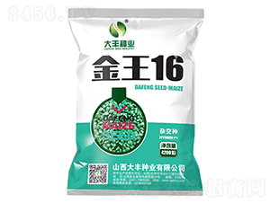 金王16-玉米種子-大豐種業(yè)