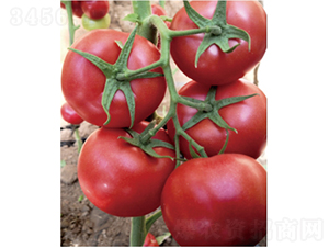 泰和501-番茄種子-和潤農業(yè)