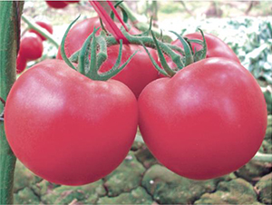 漢姆七號-番茄種子-和潤農業(yè)