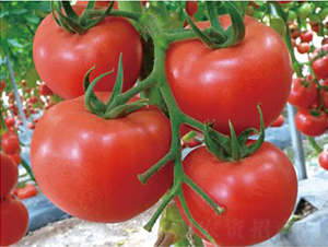 漢姆一號-番茄種子-和潤農業(yè)