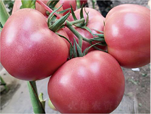 漢姆1755-番茄種子-和潤農業(yè)