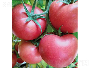 代美特902-番茄種子-和潤農業(yè)