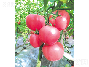 漢姆-77-番茄種子-和潤農業(yè)