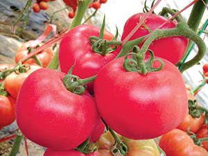 漢姆五號-番茄種子-和潤農業(yè)