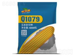 Q1079-玉米種子