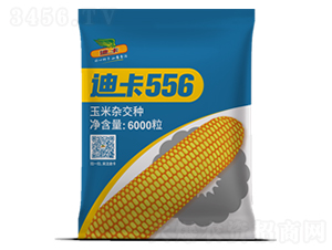 迪卡556-玉米種子