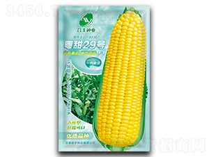 粵甜29-玉米種子-合豐種業(yè)