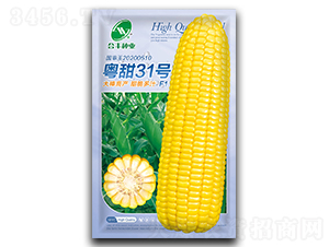 粵甜31號(hào)-玉米種子-合豐種業(yè)