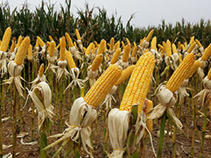 金陽光9號(hào)-玉米種子-合豐種業(yè)