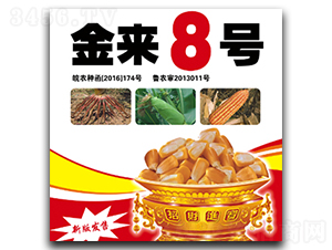 金來8號(hào)-玉米種子-合豐種業(yè)