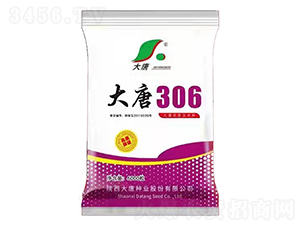 大唐306-玉米種子-大唐種業(yè)