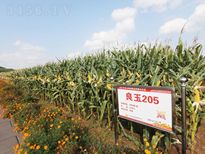 良玉205-玉米種子-登海良玉種業(yè)