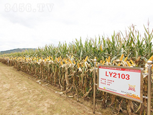 良玉2103-玉米種子-登海良玉種業(yè)