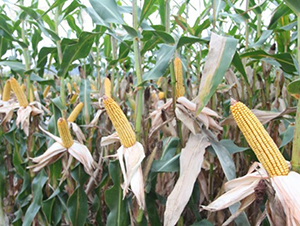 DF21-玉米種子-登海良玉種業(yè)