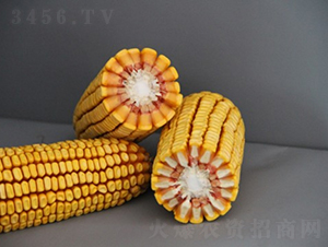 DF41-玉米種子-登海良玉種業(yè)