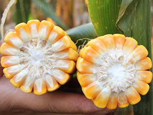 良玉911-玉米種子-登海良玉種業(yè)