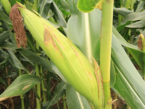 良玉918-玉米種子-登海良玉種業(yè)