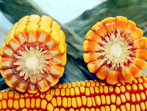 良科1008-玉米種子-登海良玉種業(yè)