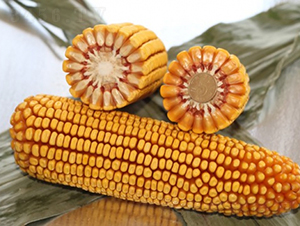 良玉119-玉米種子-登海良玉種業(yè)